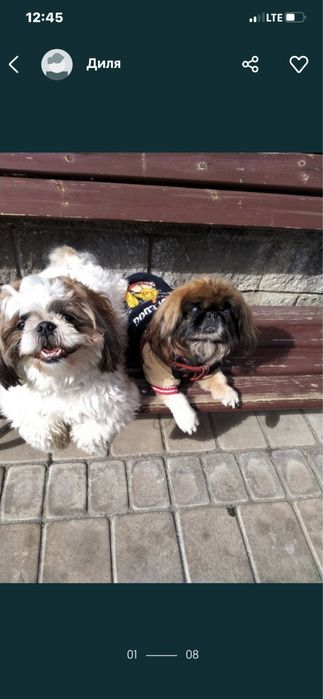 Передержка для собачек 3000 тг