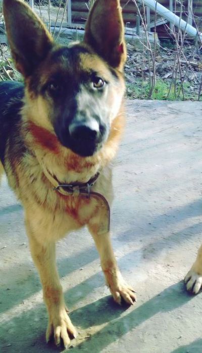 Чистокровный немецкая овчарка