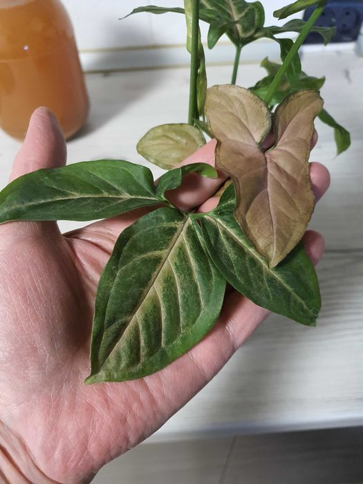 Сингониум 3 сорта в горшке.