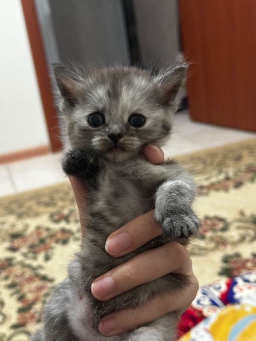 Отдам котят в добрые руки