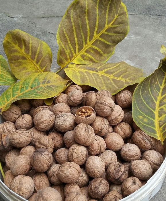 Грецкий орех саженцы