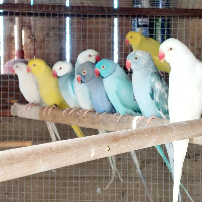 Vand papagali micul alexandru  maturi