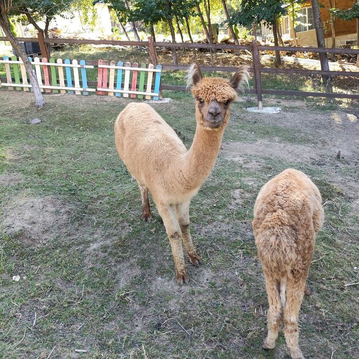 Vând Lamă Alpaca