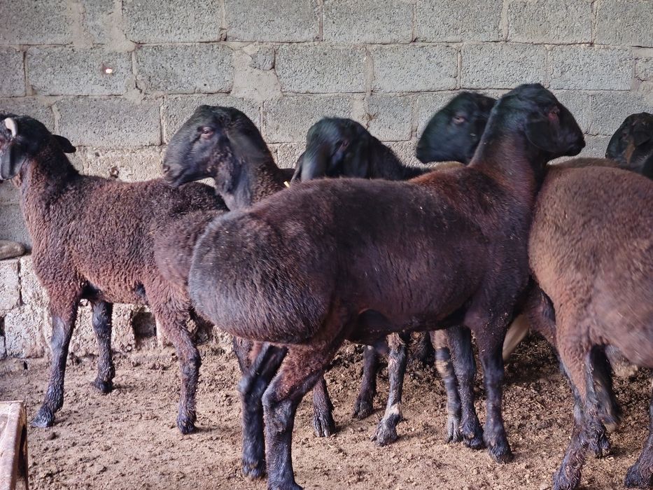 Qo'chqorlar sotiladi