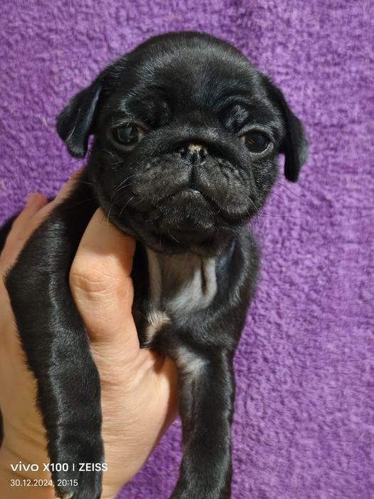 Продам щенков породы мопс