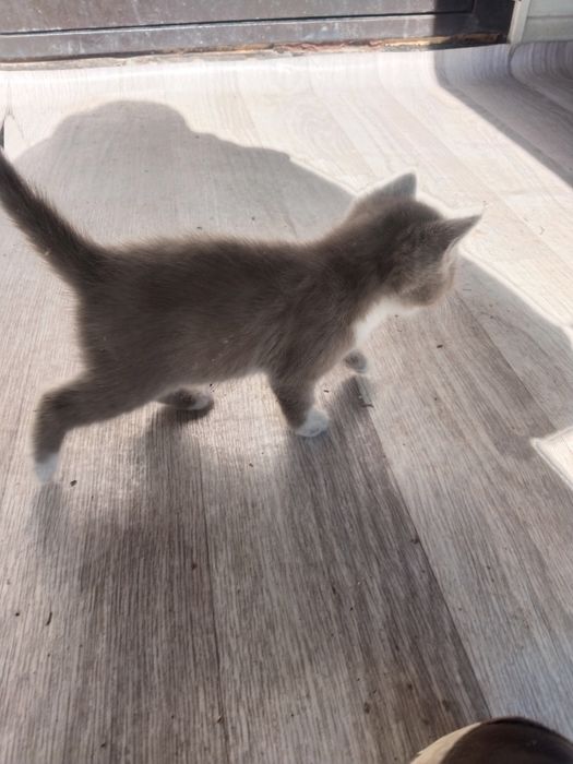Отдам котят . Каскелен