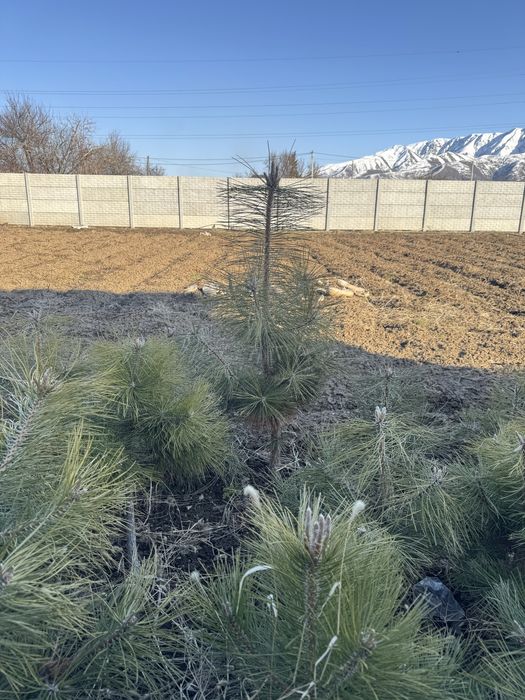 сосна крымская пышная