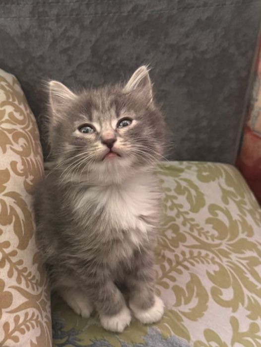 Котята бесплатно