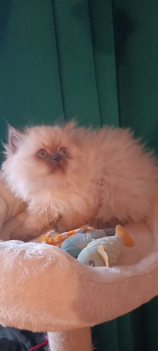 Ragdoll băiețel!!!