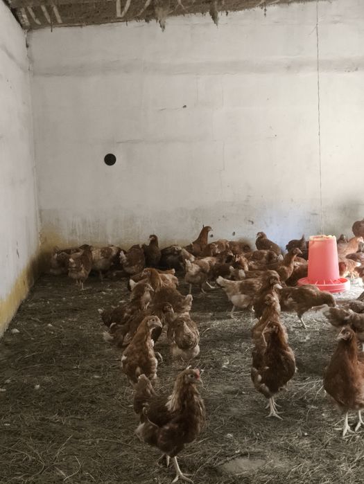 Куры ломан браун