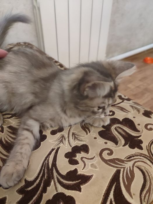Отдам в хорошие руки котят
