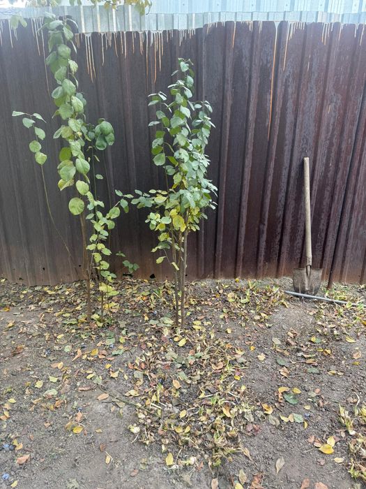 Продам вишни и сливу и куст малины.