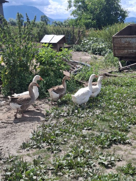 Gâște de vânzare