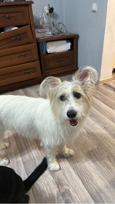 Зоогостиница передержка