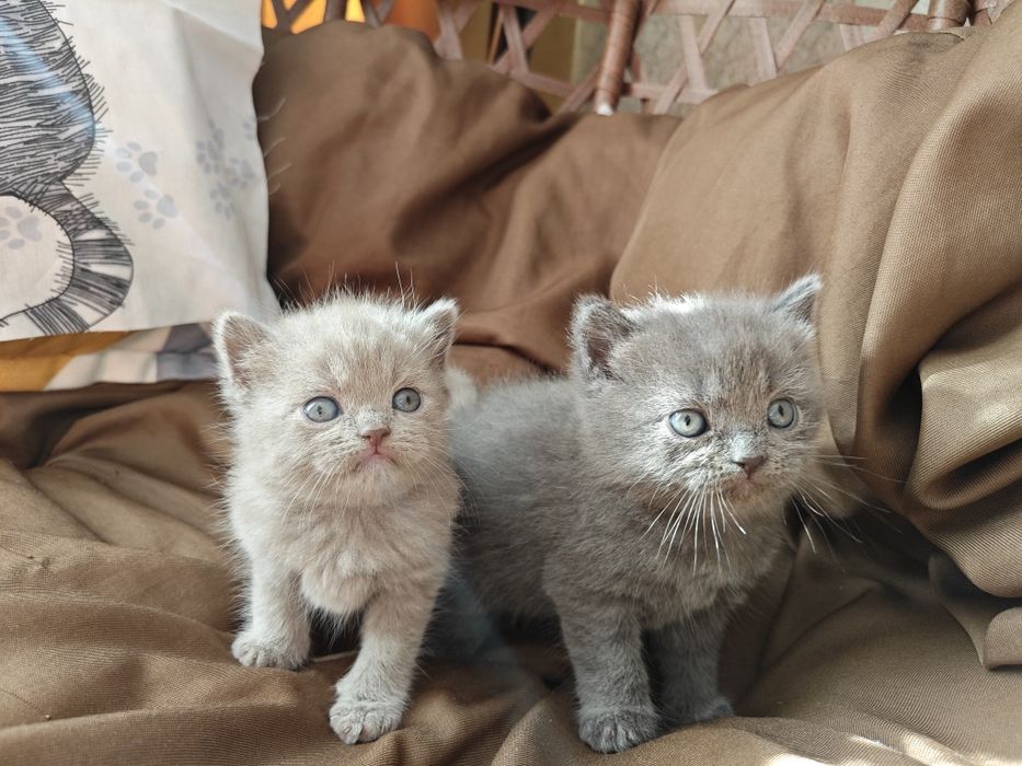 Британские котята