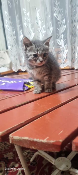 отдам котят даром в хорошие руки