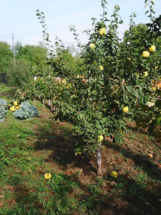 Vanzare teren intravilan (sat Maldaresti, comuna Dealu Morii, jud. Bacau)