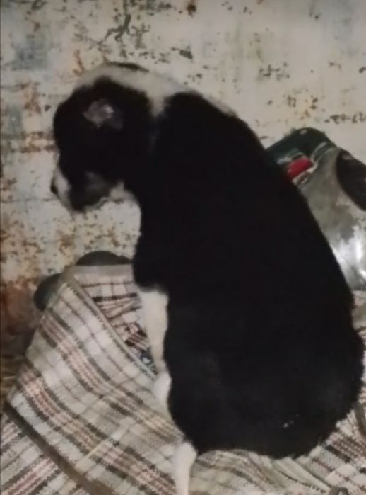 Еркек кушык төбет