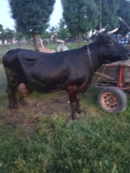 Vacă cu lapte de vânzare