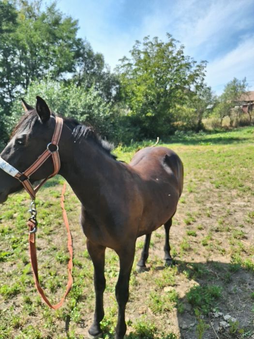 Vand 2 mânzi de 1 an si 3 luni foatre frumosi si blanzi vaccinati si cipati