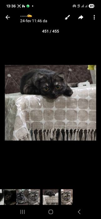 Britanskiy mushukchalar