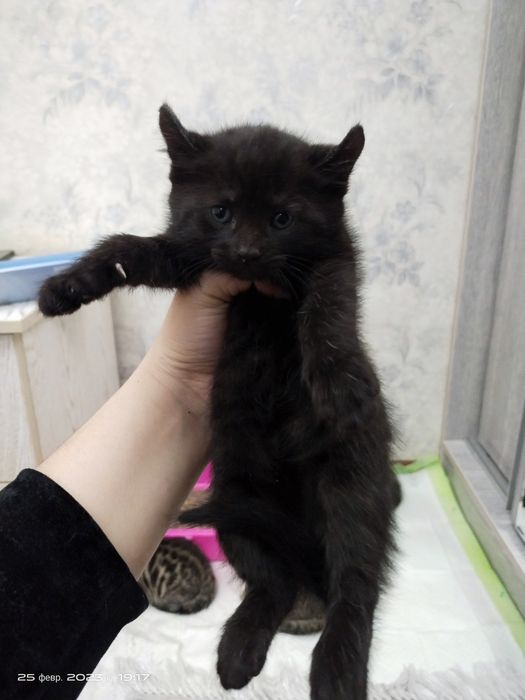 Toshakda chiroyli yalangoch ayollar fotosuratlari