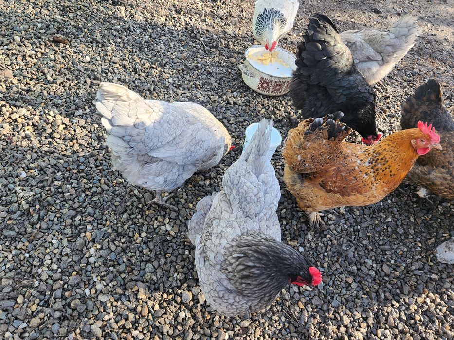 Ouă pentru incubat Australorp albastru,Sussex și alte rase vezi poze