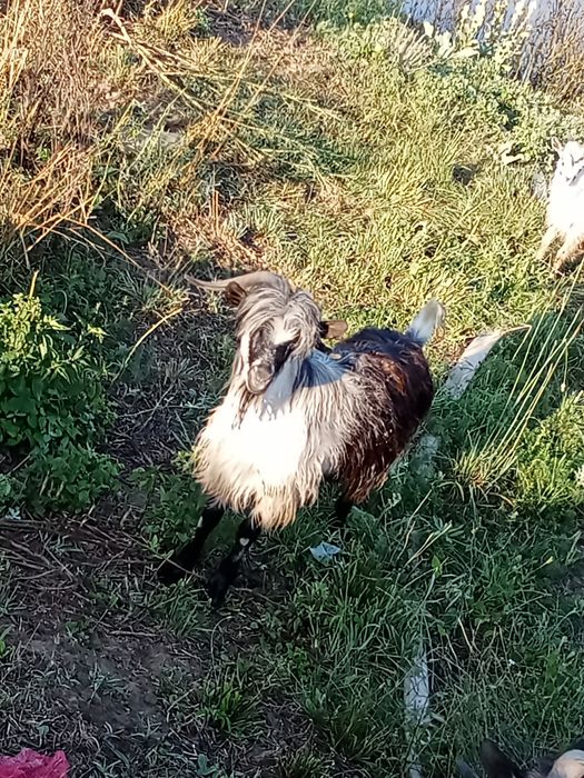 Țapi de vânzare  tineri