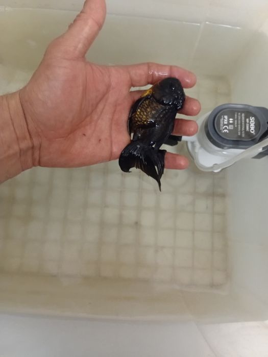 Чёрная аранда продаётся