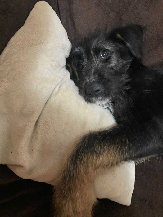 Donez Caine ciobanesc mioritic