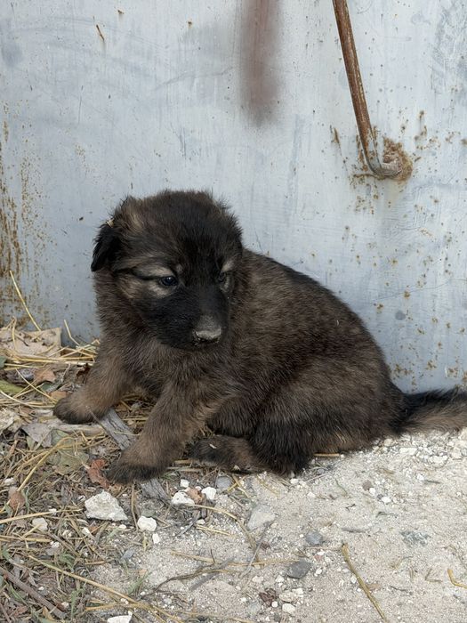 Отдаем щенят в добрые руки