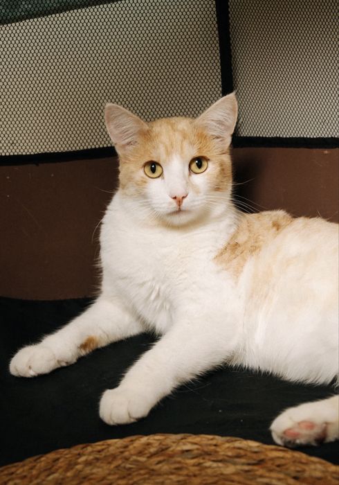 Кот котенок кошка