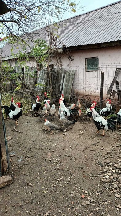 Gaini italiene argintii