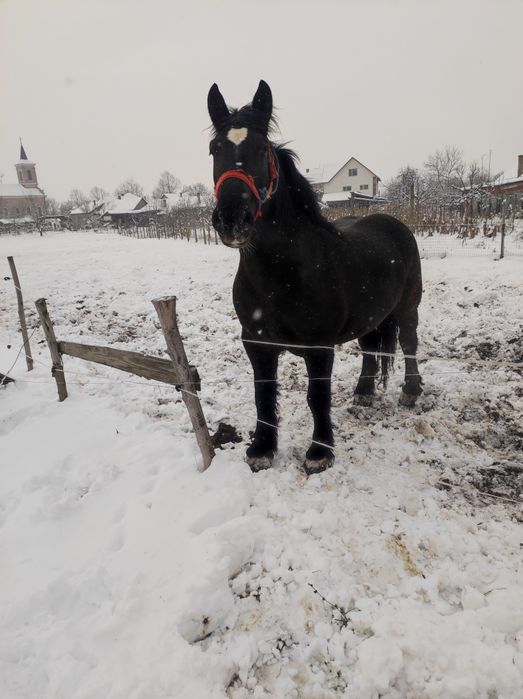 vand sau schimb iapa de 3 ani