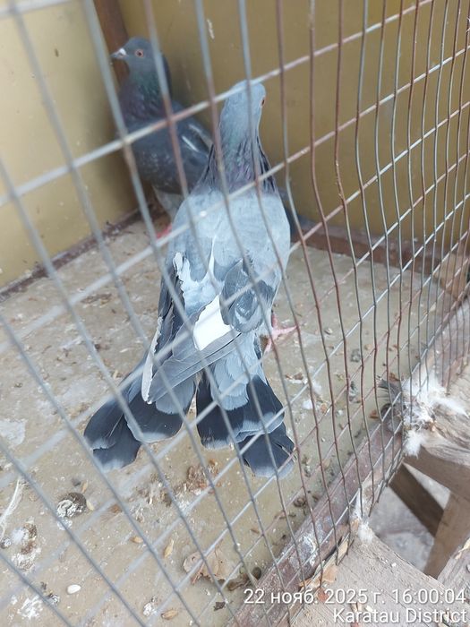 Широкохвостые голуби