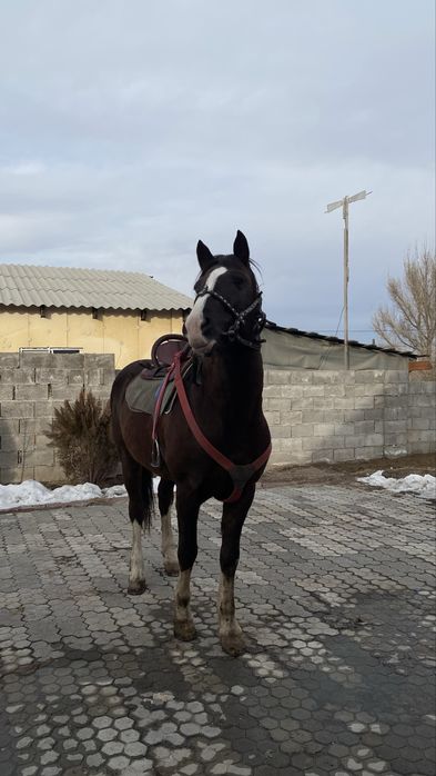 Айғыр сатылады.