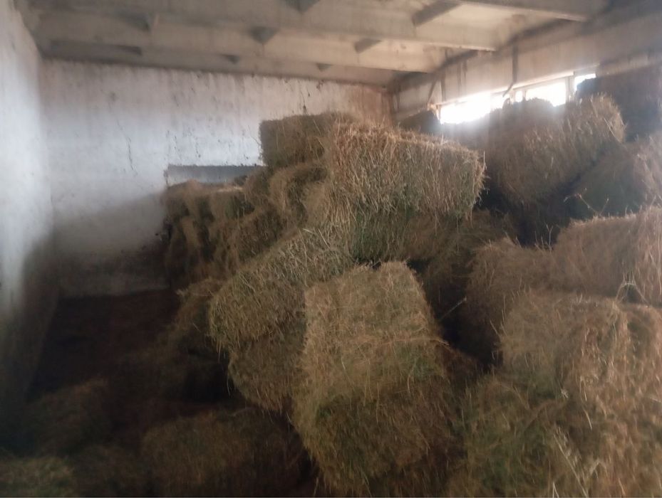 Беда тез ва арзон сотилади