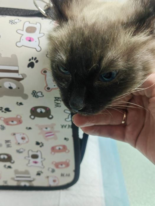 Кошечки в добрые руки!