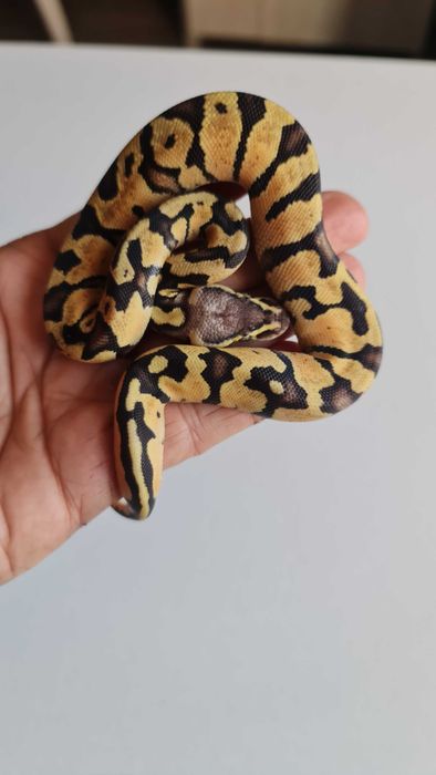 Королевский питон.Самка