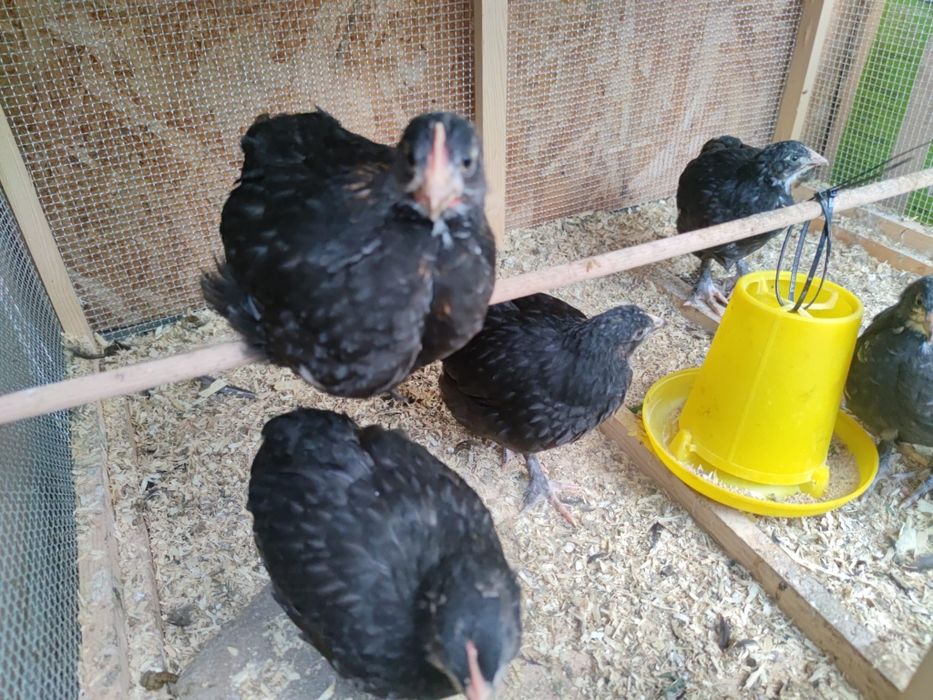 Pui de găină marans