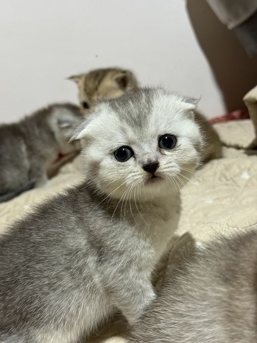 Продаются породистые котята