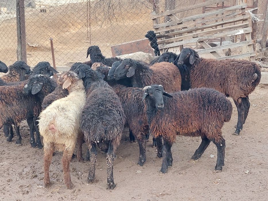 Продаются откормленные бараны