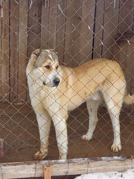 Собака Алабай, 1 год