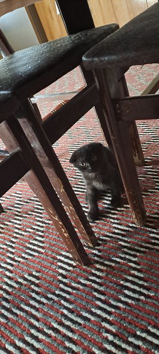 Mushuk bola zoti toza