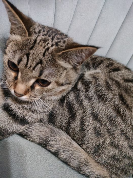 Бесплатно отдам кошку