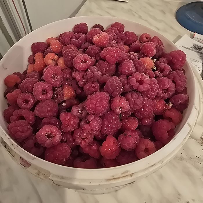 Малина свежая, сладкая