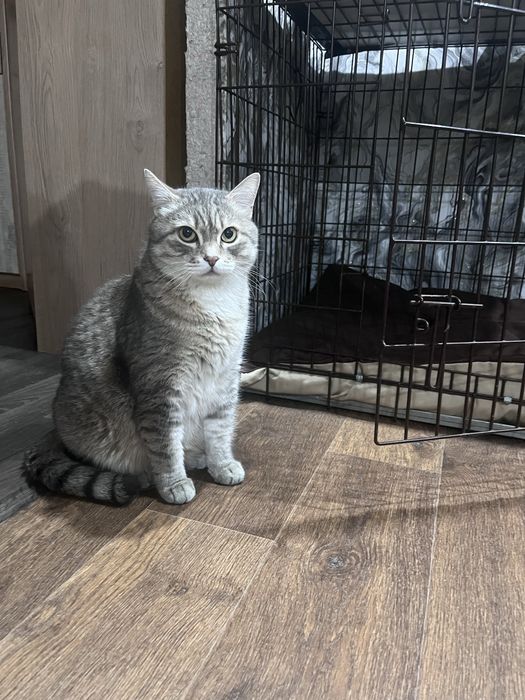 Пропал кот ! Вознаграждение