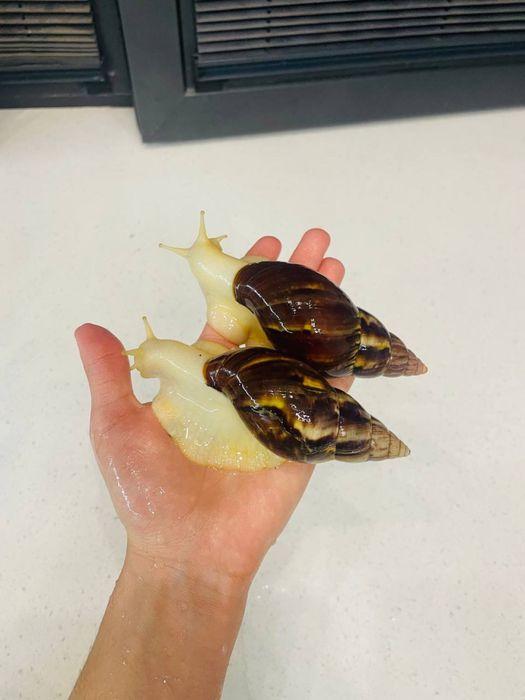 Улитки ахатины 5 тыс сумм