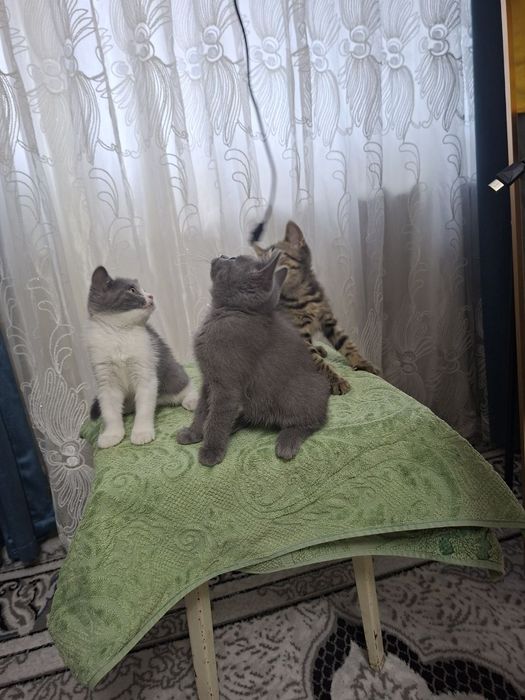 Кошка продаётся скотш страйит зоттор мушук
