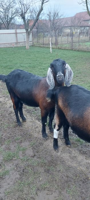 Lapte de capra anglo-nubian